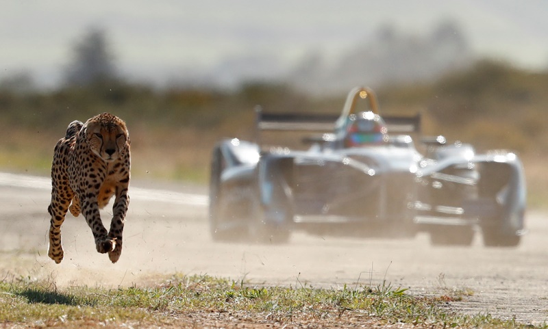 ghepard vs Formula E